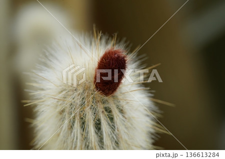 Close Up Of A Cactus Plant With Brown Bud Close Up Of A Cactus Plant With Brown Bud 136613284