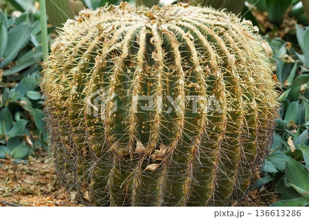Golden Barrel Cactus Beauty and Desert Landscape 136613286