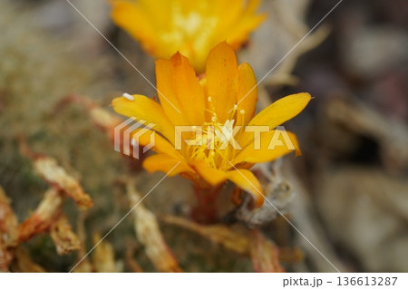 Beautiful Orange Cactus Flower Blooming in Desert Garden Beautiful Orange Cactus Flower Blooming in Desert Garden 136613287