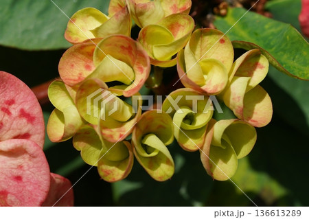 Crown of Thorns Plant Close Up Blooming in Sunlight Crown of Thorns Plant Close Up Blooming in Sunlight 136613289