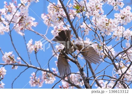 満開の桜の蜜を吸うヒヨドリ 136613312