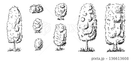 Black and white tree line drawings collection. Sketch forest illustrations with oak, pine, and maple outlines. Simple doodle art set for nature project. Vector doodle trees isolated on transparent bg Black and white tree line drawings collection. Sketch forest illustrations with oak, pine, and maple outlines. Simple doodle art set for nature project. Vector doodle trees isolated on transparent bg 136613608