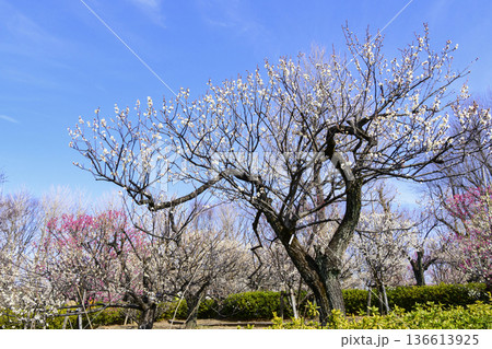 東京都　世田谷区　羽根木公園　梅園　梅まつり 136613925