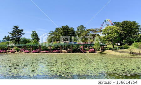 満開のツツジ・カラフルなこども汽車ゆめポッポ・西三田ヶ入池〈南公園/愛知県岡崎市〉 136614254