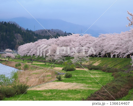 角館・桧木内川堤公園の桜並木　春の川沿いを彩る満開風景 136614407