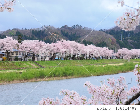 角館・桧木内川堤公園の桜並木　春の川沿いを彩る満開風景 136614408