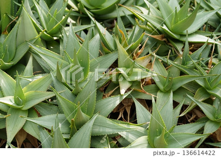 Lush Green Aloe Vera Plants in Natural Habitat Lush Green Aloe Vera Plants in Natural Habitat 136614422