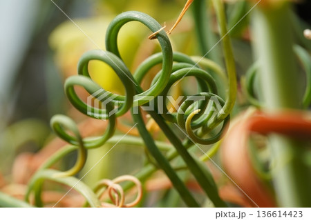 Close up of Corkscrew Albuca plant exotic flora details Close up of Corkscrew Albuca plant exotic flora details 136614423