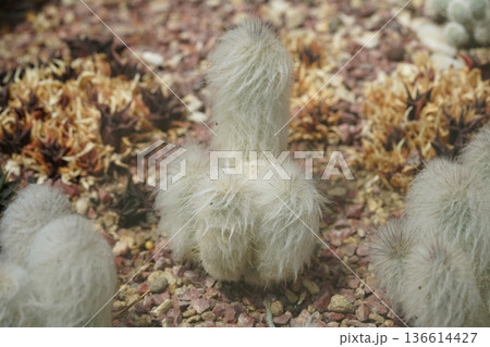 Fluffy White Cactus Garden Scene Botanical Detail 136614427
