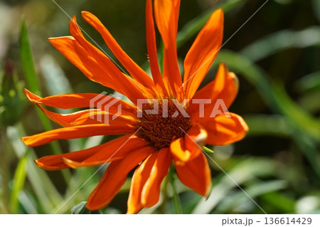 Orange Gazania Flower Close Up Macro Photography 136614429