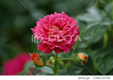 Beautiful Pink Rose Bloom in Natural Setting Beautiful Pink Rose Bloom in Natural Setting 136614430