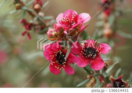 Beautiful Manuka Flowers Close Up Photography 136614431
