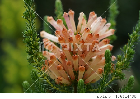 Elegant Peach Heath Myrtle Blossom Macro Photography 136614439