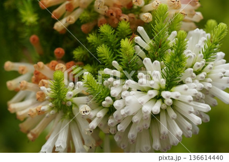 Close up of White and Green Flowers in Bloom Beauty of Nature 136614440