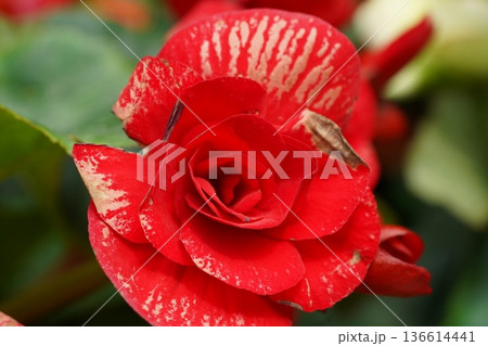 Beautiful Red Begonia Flower Close Up Photography Beautiful Red Begonia Flower Close Up Photography 136614441