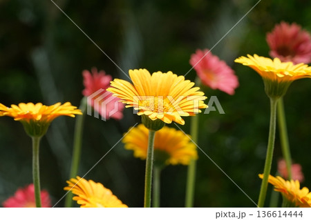 Vibrant Gerbera Daisies in Sunshine Garden Photography Vibrant Gerbera Daisies in Sunshine Garden Photography 136614444