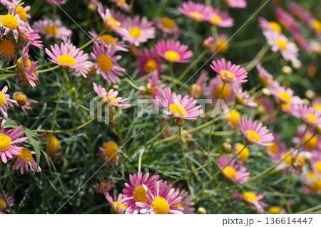 Beautiful Pink Marguerite Daisies in a Field of Greenery Beautiful Pink Marguerite Daisies in a Field of Greenery 136614447