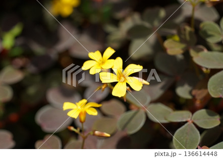 Oxalis Flowers with Dark Shamrock Leaves Image 136614448