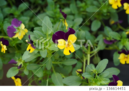 Purple and Yellow Pansies in Full Bloom Floral Beauty 136614451