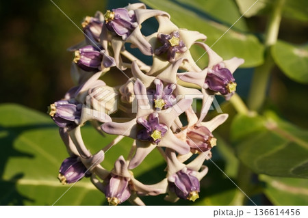 Crown Flower Calotropis Gigantea Blooming in Natural Light Crown Flower Calotropis Gigantea Blooming in Natural Light 136614456