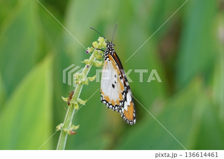 Monarch Butterfly on a Green Flower in Nature Close Up 136614461