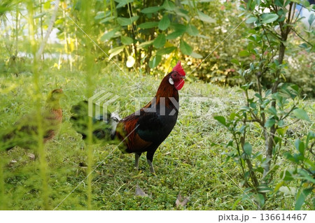 Rooster in a Garden Setting Peaceful Poultry Scene 136614467