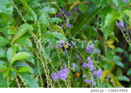 Carpenter Bee Feeding on Purple Skyflower Blooms Nature 136614468