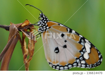 Beautiful Butterfly on Dried Plant in Natural Setting Beautiful Butterfly on Dried Plant in Natural Setting 136614470