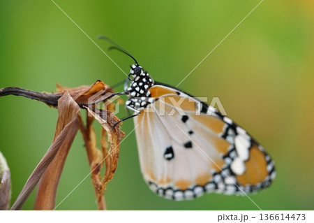 Beautiful Monarch Butterfly on a Dried Flower Bud Beautiful Monarch Butterfly on a Dried Flower Bud 136614473
