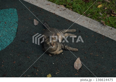 Tabby Cat Resting on a Playground Surface Outdoors 136614475