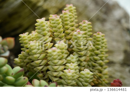 Crassula Rupestris Succulent Plant Photography Crassula Rupestris Succulent Plant Photography 136614481