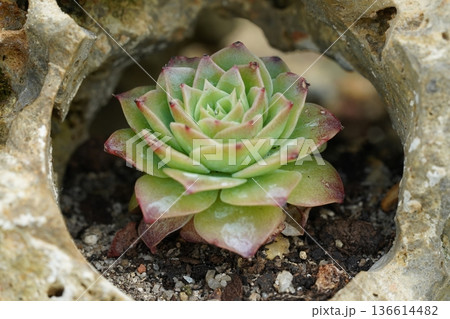 Succulent Plant in Stone Garden Beautiful Botany 136614482