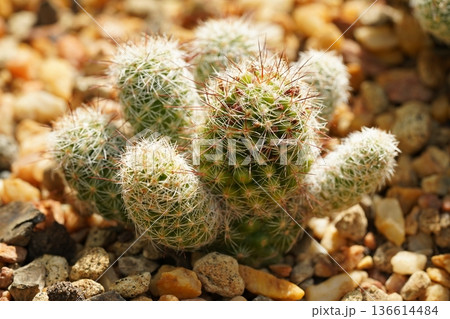 Mammillaria Cactus Potted Plant Succulent Spiky Greenery Mammillaria Cactus Potted Plant Succulent Spiky Greenery 136614484
