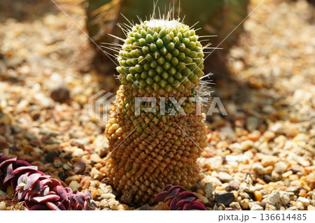 Unique Cactus Plant Close Up in Desert Garden Setting Unique Cactus Plant Close Up in Desert Garden Setting 136614485