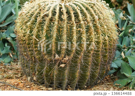 Golden Barrel Cactus Care and Information for Beginners 136614488