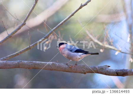 木に止まるウソ 136614493