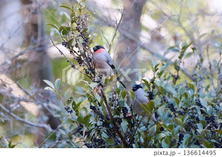 実を食べるウソ 136614495