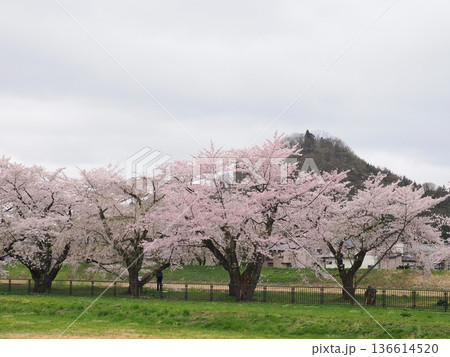 角館・桧木内川堤公園の桜並木 春の川沿いを彩る満開風景 角館・桧木内川堤公園の桜並木 春の川沿いを彩る満開風景 136614520