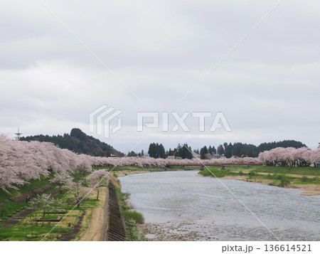 角館・桧木内川堤公園の桜並木 春の川沿いを彩る満開風景 角館・桧木内川堤公園の桜並木 春の川沿いを彩る満開風景 136614521