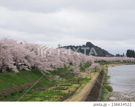 角館・桧木内川堤公園の桜並木　春の川沿いを彩る満開風景 136614522