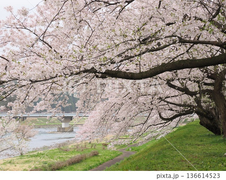 角館・桧木内川堤公園の桜並木　春の川沿いを彩る満開風景 136614523