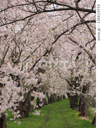 角館・桧木内川堤公園の桜並木 春の川沿いを彩る桜のトンネル 角館・桧木内川堤公園の桜並木 春の川沿いを彩る桜のトンネル 136614559