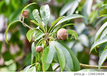 サポジラ　Sapodilla / Chewing gum tree 136614694