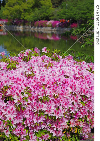 九華公園のつつじ《三重県 桑名市》 九華公園のつつじ《三重県 桑名市》 136614725