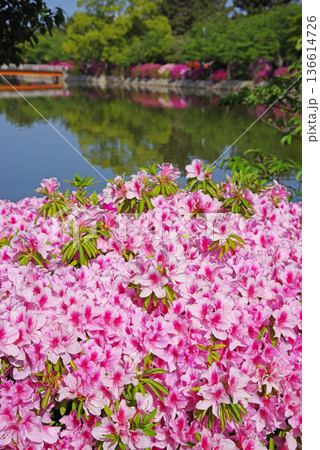 九華公園のつつじ《三重県 桑名市》 九華公園のつつじ《三重県 桑名市》 136614726
