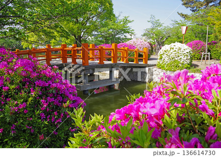 九華公園のつつじ《三重県 桑名市》 136614730