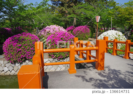 九華公園のつつじ《三重県 桑名市》 136614731