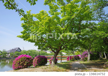 九華公園のつつじ《三重県 桑名市》 136614732