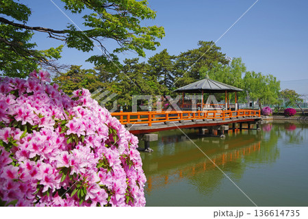 九華公園のつつじ《三重県 桑名市》 136614735