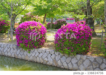九華公園のつつじ《三重県 桑名市》 136614736